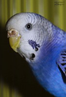 /album/allatok1/img-2458-1-jpg/